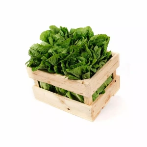 Lechuga Costina Caja