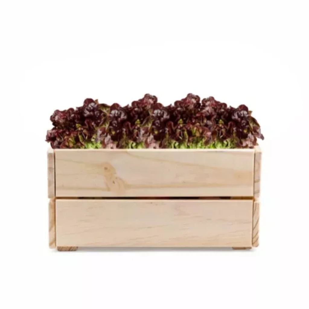 Lechuga Francesa Caja