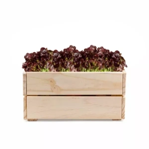 Lechuga Francesa Caja