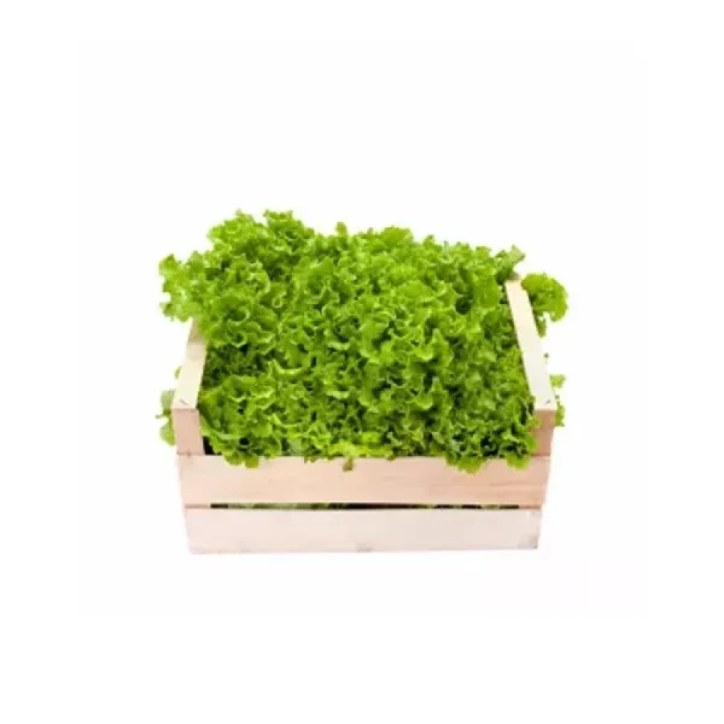 Lechuga Marina Caja
