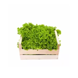Lechuga Marina Caja