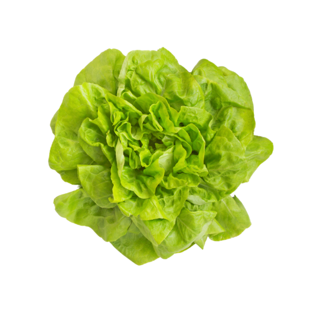 Lechuga Española Granel