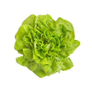 Lechuga Española Granel
