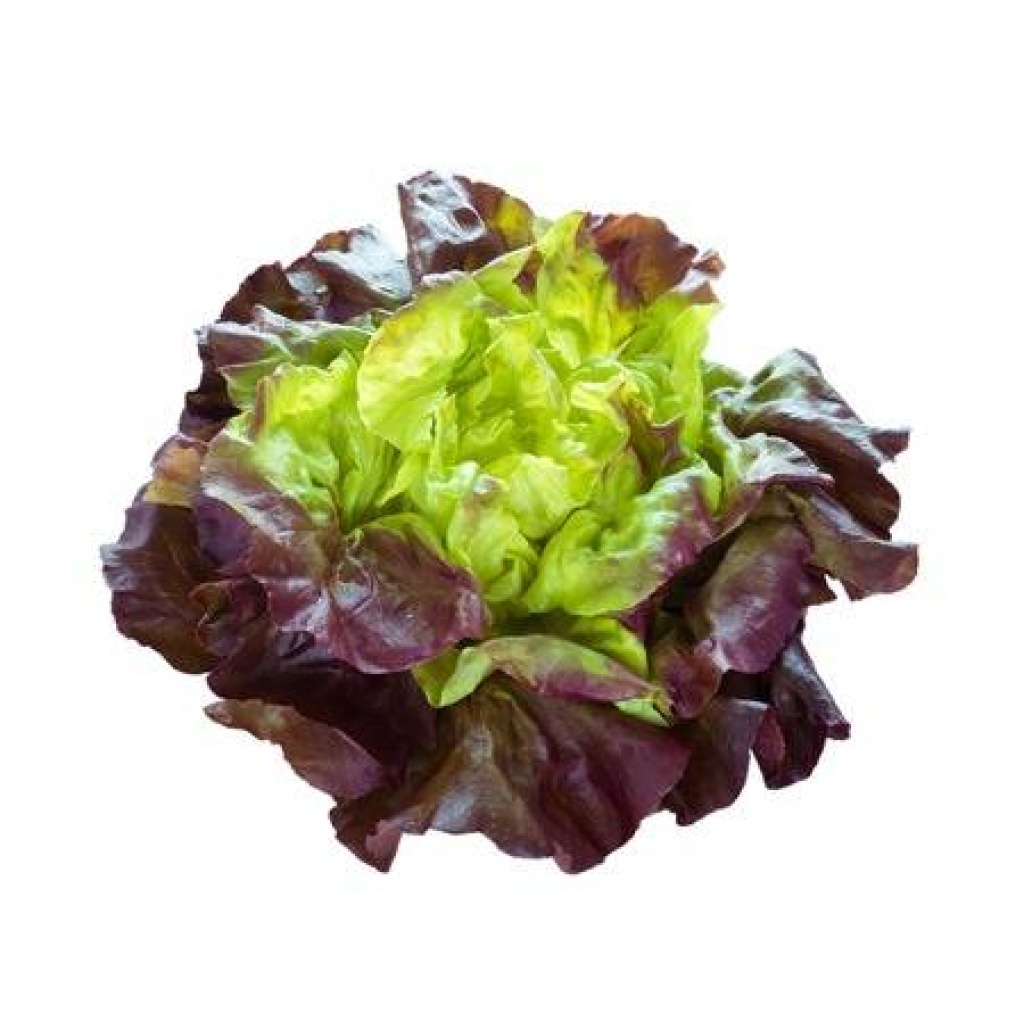 Lechuga Francesa Granel