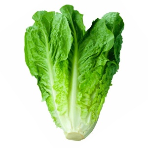 Lechuga Costina Granel
